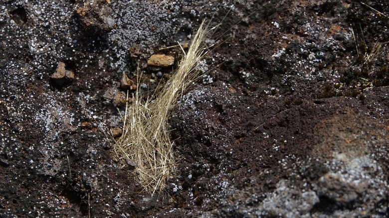 Pele's hair found in Reunion island