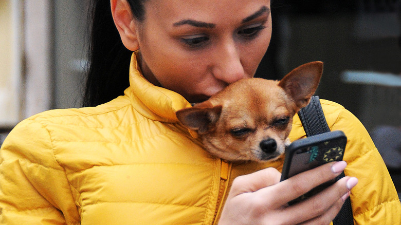 Person using iPhone carrying dog inside jacket