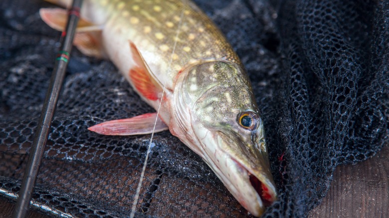 Fish on boat with net