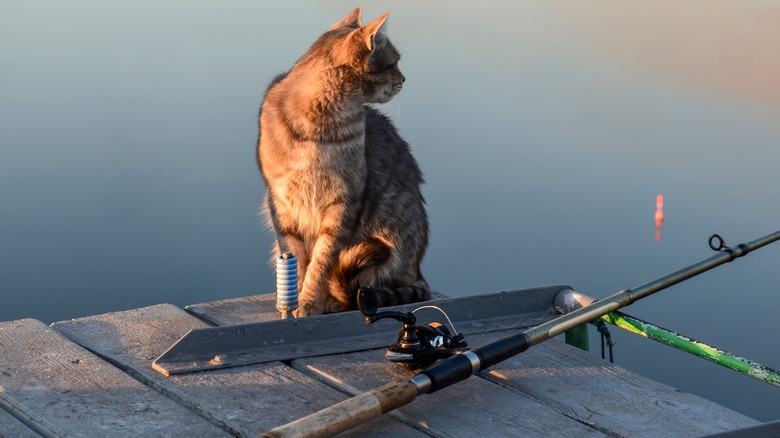 Cat on dock fishing rod