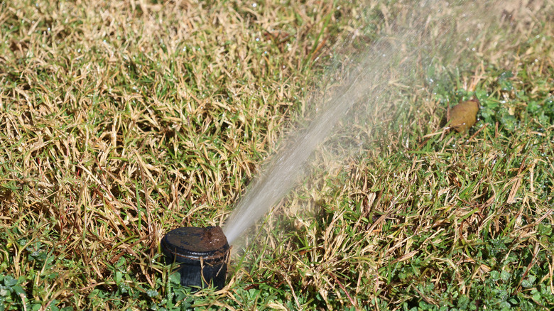 A lawn sprinkler head spraying water over grass.