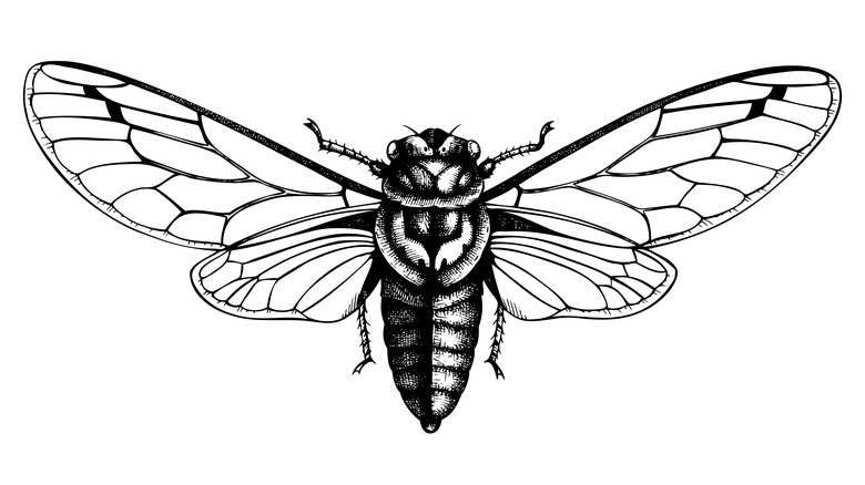 a cicada drawing