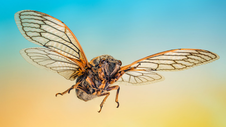 an actual cicada