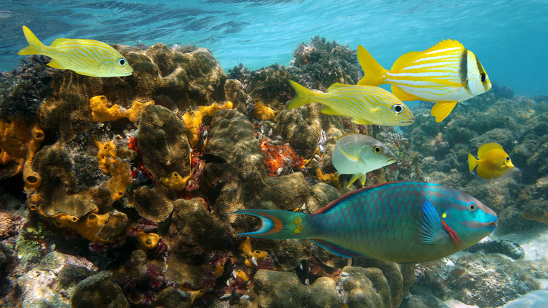 Fish on a coral reef off the coast of Jamaica