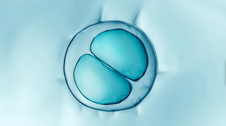 Cells multiplying