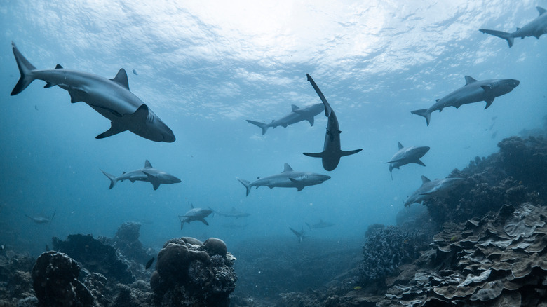 Sharks swimming in the ocean above a coral reef