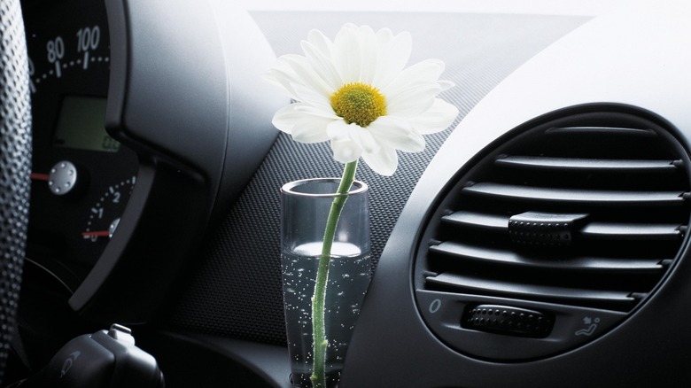 White daisy in Volkswagen New Beetle vase.