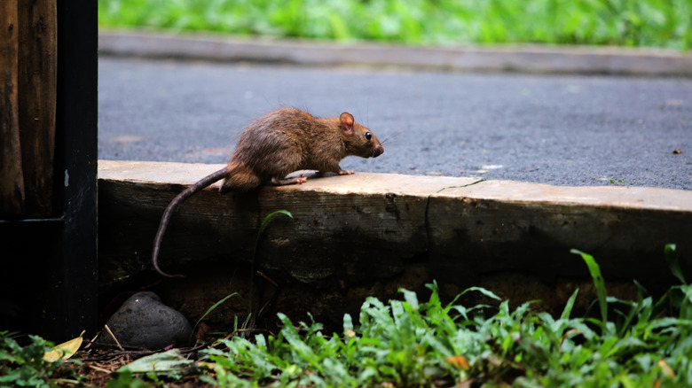 A brown rat on a wooden block