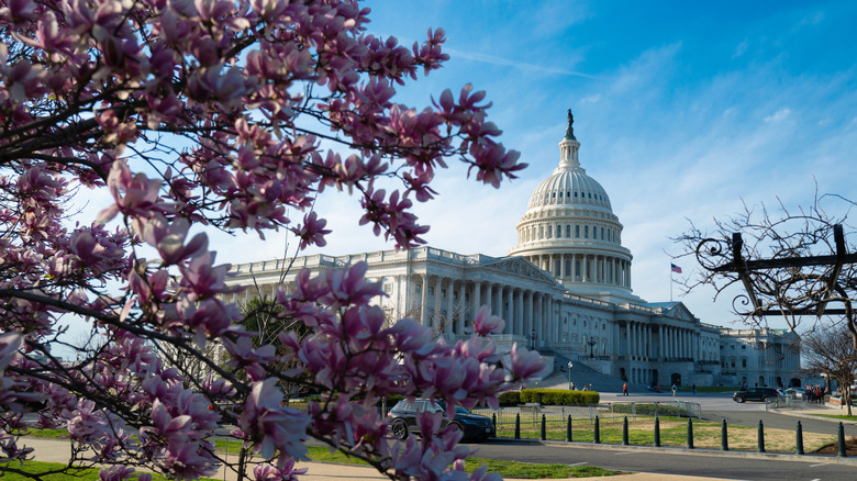 the Capitol Building in Washington, D.C.