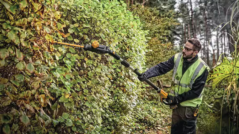 Man using DeWalt pole hedg trimmer