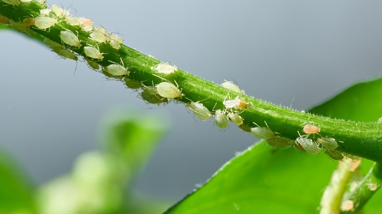 aphids on a green branch