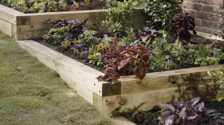 Closeup of a terraced garden bed with plants.