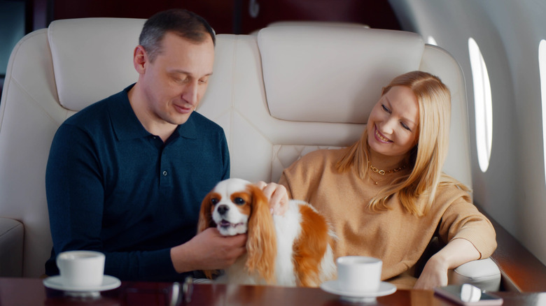 A couple with their pet dog inside a private jet