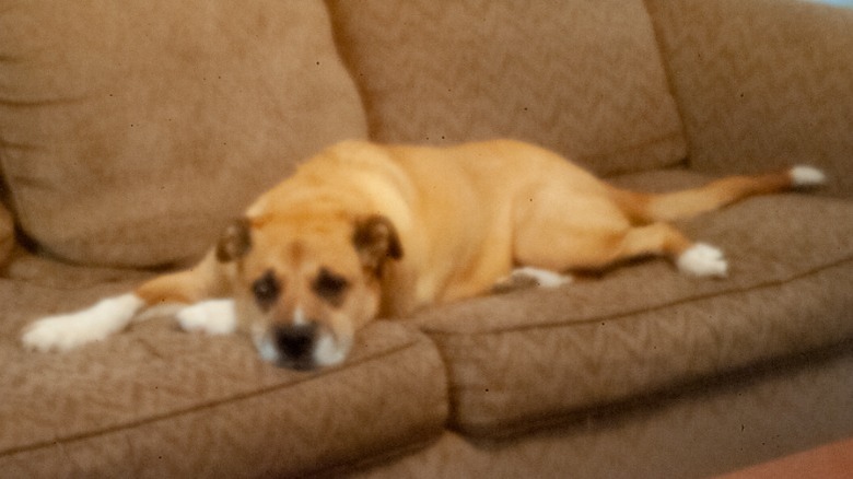 Dog under 30-second exposure