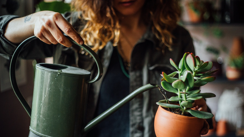 woman watering potted plant