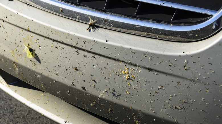 bugs stuck to car
