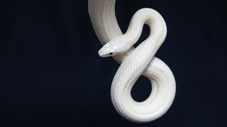 white snake on black background