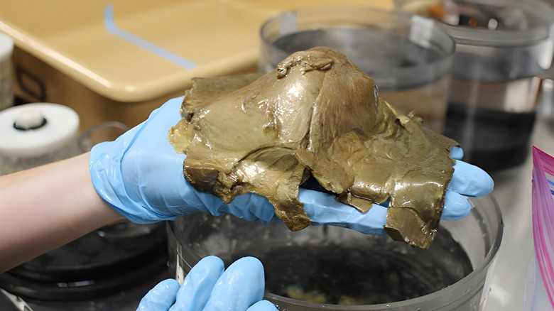 blue, gloved hands holden golden gooey specimen in a lab