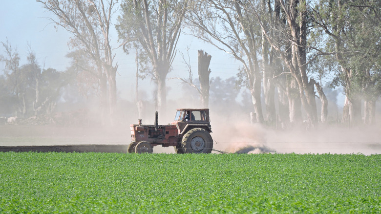 Vintage agricultural tractor at work in soybean field, left-side view