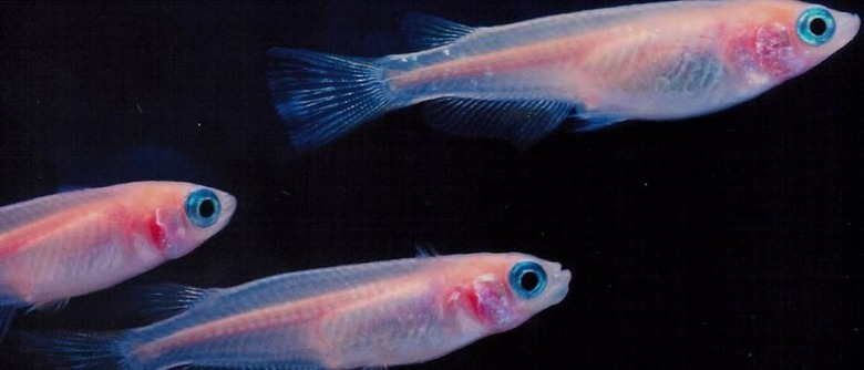 Medaka-fish