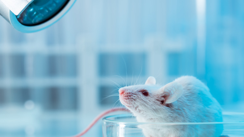 lab mouse