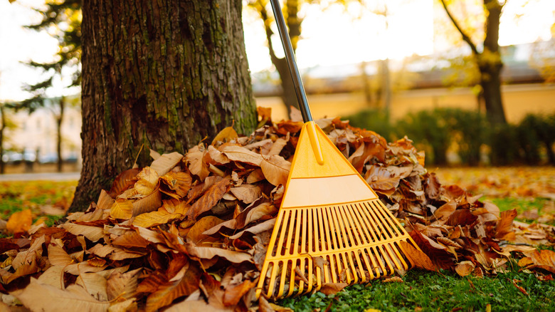Pile of leaves and a rake next to a tree