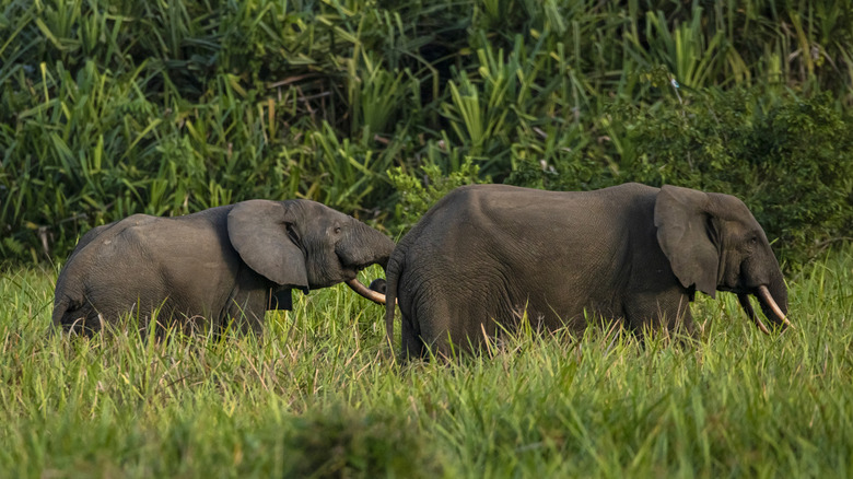 Two African Forest Elephants standing in long grass