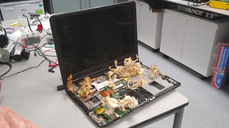 Mushrooms growing on motherboard