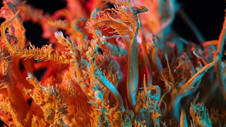 Cordyceps fungi closeup