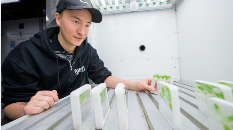 Growing lettuce in space-like conditions.