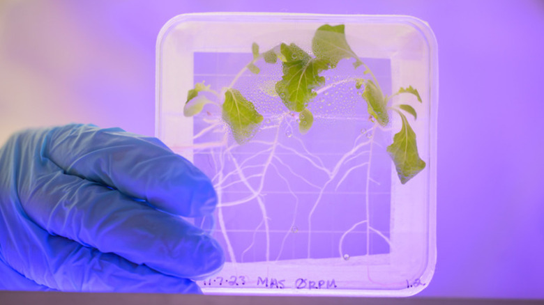 Lettuce grown in spaceflight conditions. 