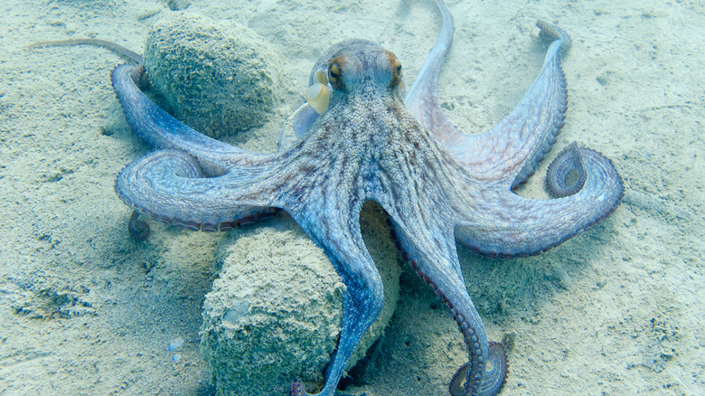 Blue octopus over sand