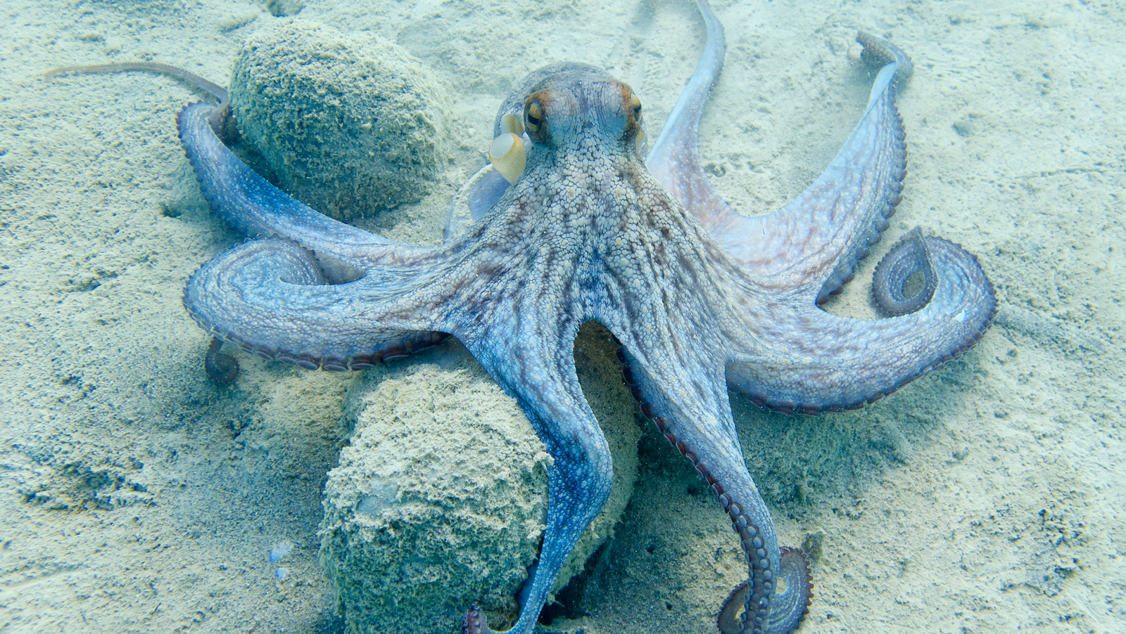 this-robotic-octopus-glove-could-give-you-super-strength-underwater