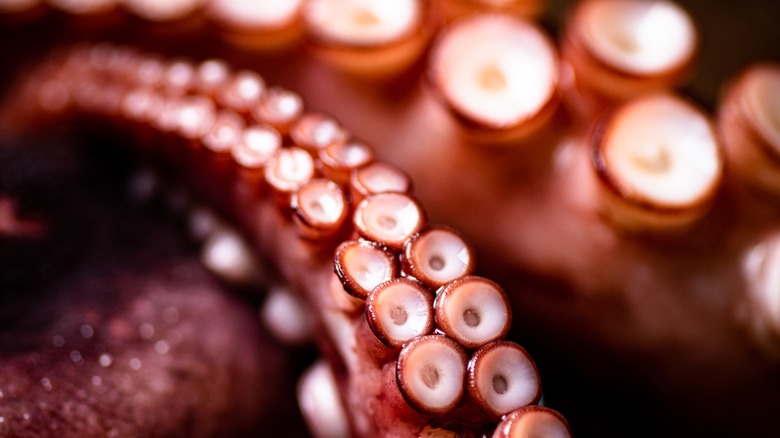 Octopus tentacle suction cups