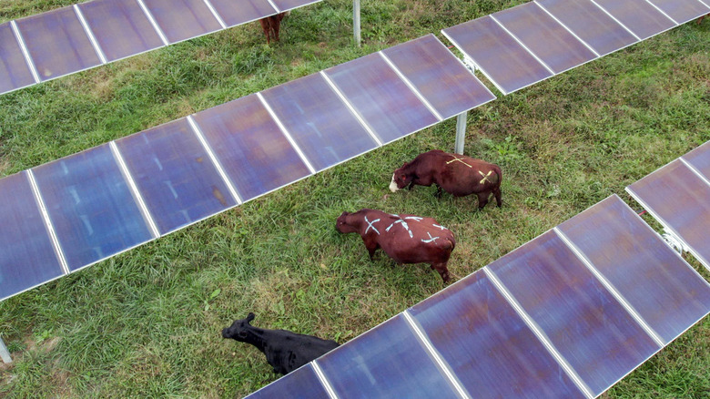 Two brown cows eating grass between solar panels on a dual-use solar farm.