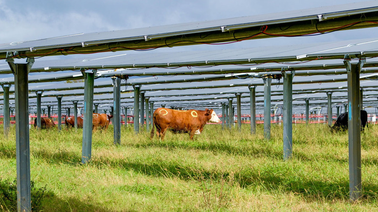 A cow resting in the grass underneath solar panels.