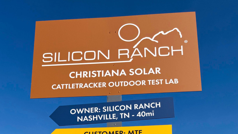 Cows grazing and eating grass between solar panels on a dual-use solar farm.