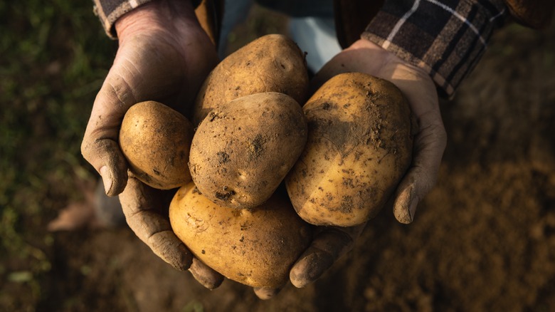 freshly dug potatoes