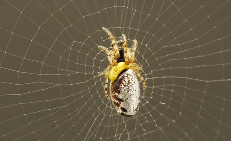 Parasitic wasp on zombie spider