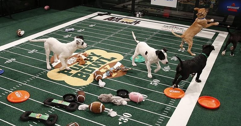 IMAGE DISTRIBUTED FOR DISCOVERY COMMUNICATIONS - Atmosphere at the Puppy Bowl X at the Discovery Times Square Experience in New York on Tuesday, Jan. 28, 2014. (Mark Von Holden/AP Images for Discovery Communications)