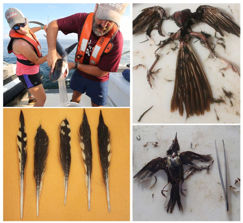 Tiger Sharks Eat Migratory Land Birds: A Study - SlashGear