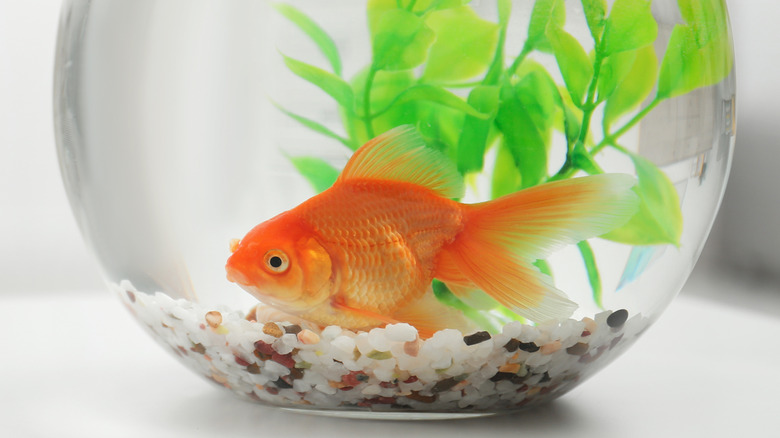 Goldfish in bowl