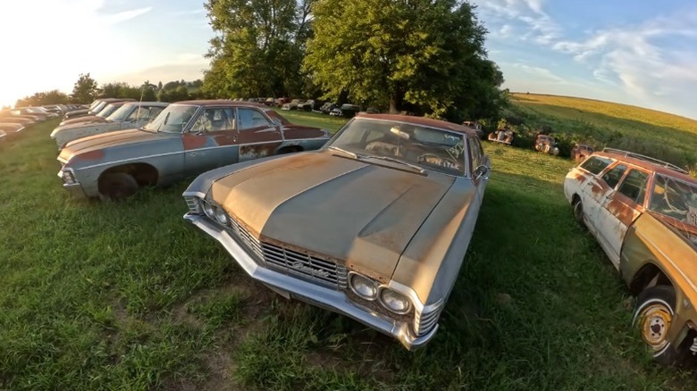 Rows of vintage Chevrolets parked in a field at sunset