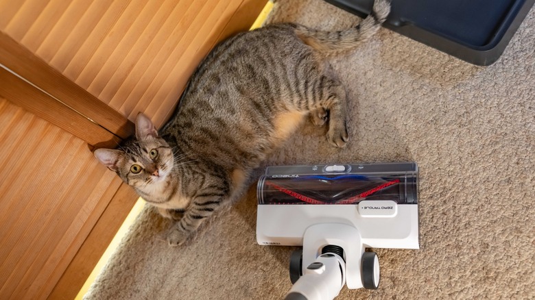 The Tineco Pure One Station 5 next to a cat.