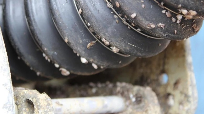 Close up of boat bellows