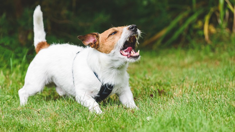 a dog baring its teeth