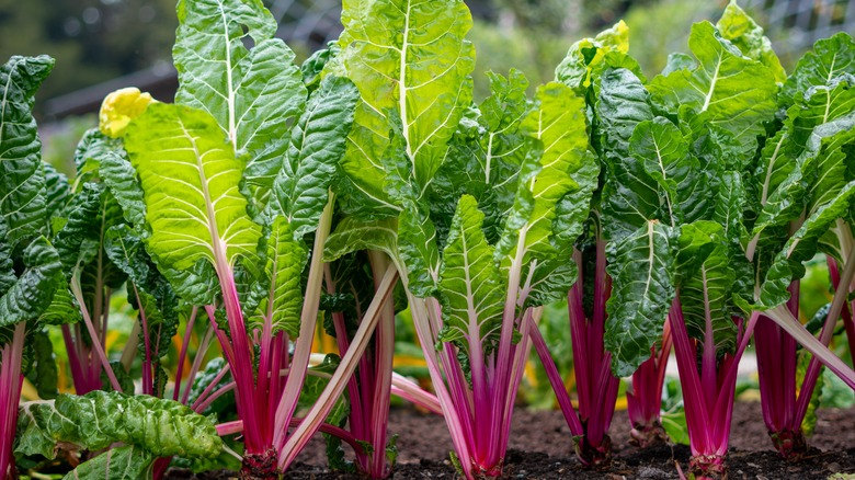 Swiss chard growing garden