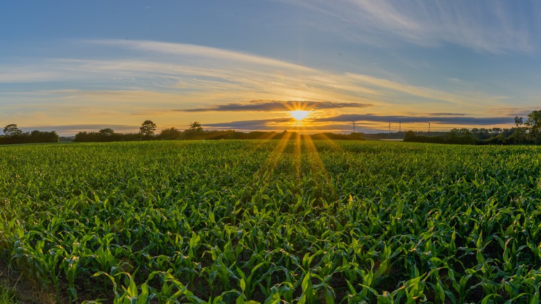 large maize farm