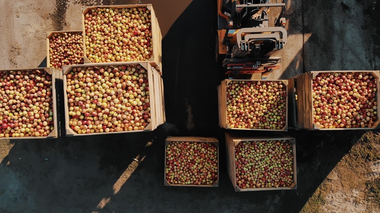 apple boxes
