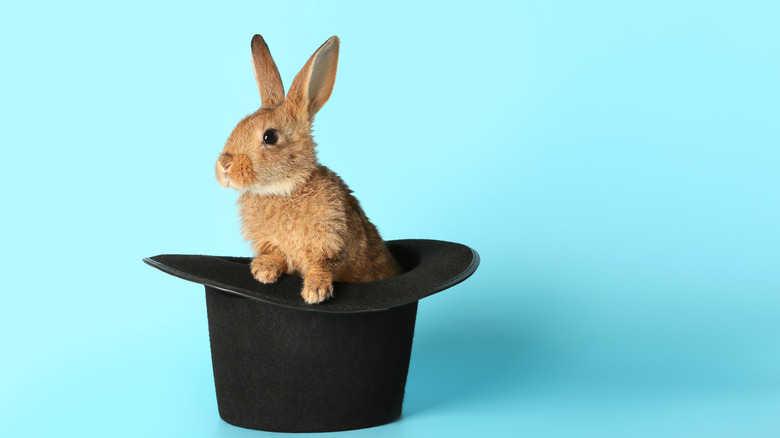 rabbit in a magician's hat